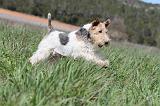 FOX TERRIER 194